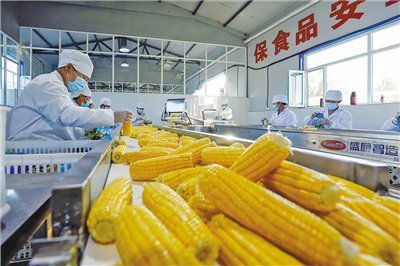 鮮食玉米鏈出“黃金產(chǎn)業(yè)” 保健食品生產(chǎn)的新藍海
